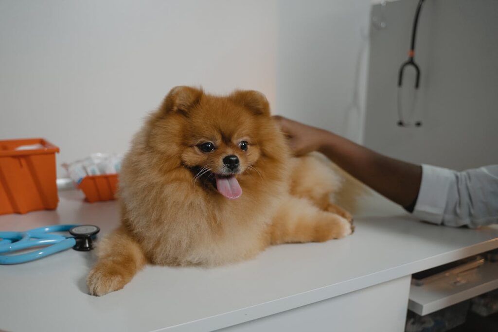 Pomeranian dog sitting on a veterinary exam table, looking happy with its tongue out, surrounded by medical tools.